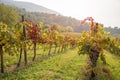 Autumn colours in a hillside vineyard