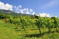 Hillside vineyard with green leaves