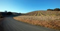 Hillside vineyard with sheep grazing on grass between grapevine rows in Paso Robles California USA