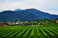 Hillside vineyards Bergamo scenery Lombardy Northern Italy Royalty Free Stock Photo