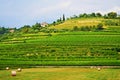 Hillside vineyards Bergamo scenery Lombardy Northern Italy Royalty Free Stock Photo