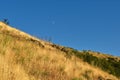 A hillside with yellow grass and trees against the sky with the moon Royalty Free Stock Photo