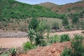 Aloes on the hillsides near Creighton