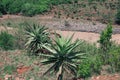 Aloes on the hillsides near Creighton