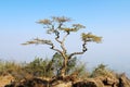 Hilltop tree alone Royalty Free Stock Photo