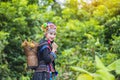 Hilltribe farmers harvest products from rambutan