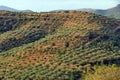 Hilly countryside with olive trees in Argolis, Peloponnese Royalty Free Stock Photo