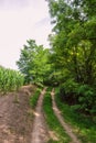 Hilly dirt road between cornfield and green deciduous forest in summer Royalty Free Stock Photo