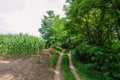 Hilly dirt road between cornfield and green deciduous forest in summer Royalty Free Stock Photo