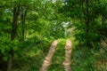 Hilly dirt road in green deciduous forest in summer Royalty Free Stock Photo