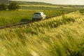 hilly field with green wheat and a car is driving along a dirt road among the fields. Royalty Free Stock Photo