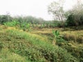 Hilly forest when the weather is very hot