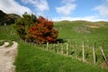 Scenic rural vista of grassland, rolling hills, barbed wire fence and colored trees on sunny day in Waitomo, New Zealand Royalty Free Stock Photo