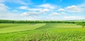 green field and blue sky. Agricultural landscape. Wide photo