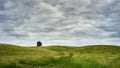 Hilly green landscape with a solitary tree Royalty Free Stock Photo