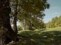 Hilly landscape with big trees Italy