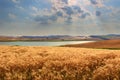 Hilly landscape with cornfields.ITALY Royalty Free Stock Photo