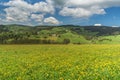 Hilly landscape with dandelion meadow and farms near St. Maergen in the Black Forest Royalty Free Stock Photo