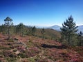 Hilly landscape with flowers and young pine trees in O Baixo MiÃ±o, Galicia, Spain, April 2019 Royalty Free Stock Photo