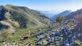 Beautiful view with grazing cows on the hills Royalty Free Stock Photo