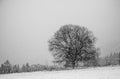 Hilly landscape with solitary tree during heavy snowfall Royalty Free Stock Photo