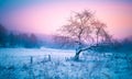 Hilly landscape with solitary tree during heavy snowfall Royalty Free Stock Photo