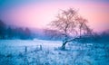 Hilly landscape with solitary tree during heavy snowfall Royalty Free Stock Photo