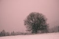 Hilly landscape with solitary tree during heavy snowfall Royalty Free Stock Photo