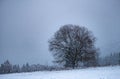 Hilly landscape with solitary tree during heavy snowfall Royalty Free Stock Photo