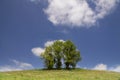 Hilly landscape with solitary tree Royalty Free Stock Photo