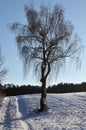 Lonely willow tree in winter landscape Royalty Free Stock Photo