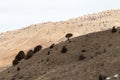 Hilly mountain in the desert in Kazakhstan Royalty Free Stock Photo