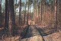 A hilly road through a brown forest Royalty Free Stock Photo