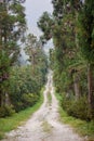 A hilly road through forest Royalty Free Stock Photo
