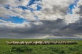 Hilly rural landscape:Alta Murgia National Park.Flock of sheep and goats grazing in a gloomy winter day.Italy,Apulia Royalty Free Stock Photo