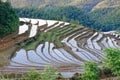 Hilly terraced field