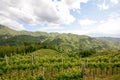 Hilly vineyards in early summer in Italy