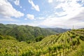 Hilly vineyards in early summer in Italy