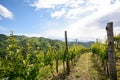 Hilly vineyards in early summer in Italy