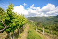 Hilly vineyards in early summer in Italy