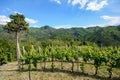 Hilly vineyards in early summer in Italy