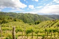 Hilly vineyards with red wine grapes in early summer in Italy Royalty Free Stock Photo