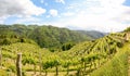 Hilly vineyards with red wine grapes near a winery in early summer in Italy, Tuscany Europe