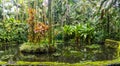 Beautiful pond in Hawai`i Tropical Bioreserve and Garden on Big Island, Hawaii Royalty Free Stock Photo