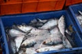 Hilsa Fish