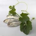 Hilsafish Tenualosa ilisha with gourd leaves ilish, hilsa or hilsa shad. popular and famous fish among Bengali`s Royalty Free Stock Photo