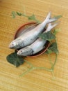 Hilsafish Tenualosa ilisha hilsa herring terbuk fish ilish, hilsa herring or hilsa shad Royalty Free Stock Photo