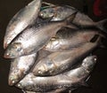 hilsha fish on the market Royalty Free Stock Photo