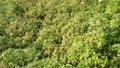 Himachal pradesh bushes in forest