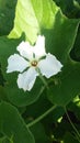 Himachal pradesh Vegetable flower butiful flower